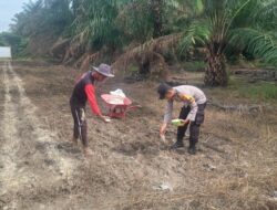 Polsek Tambusai Utara Dampingi Budidaya Jagung Monokultur, Perkuat Ketahanan Pangan Nasional dari Desa Suka Damai
