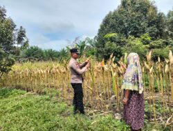 Polsek Tambusai Utara Dampingi Budidaya Jagung Berkelanjutan, Polri Perkuat Swasembada Pangan Nasional di Desa Mekar Jaya
