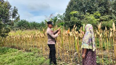 Polsek Tambusai Utara Dampingi Budidaya Jagung Berkelanjutan, Polri Perkuat Swasembada Pangan Nasional di Desa Mekar Jaya