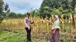 Polsek Tambusai Utara Dampingi Budidaya Jagung, Polri Perkuat Ketahanan Pangan Nasional Lewat Pertanian Modern dan Smart Farming di Desa Mekar Jaya