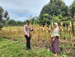 Polsek Tambusai Utara Dampingi Budidaya Jagung, Polri Perkuat Ketahanan Pangan Nasional Lewat Pertanian Modern dan Smart Farming di Desa Mekar Jaya