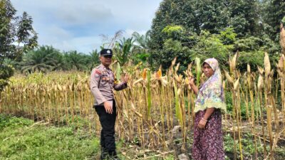 Polsek Tambusai Utara Dampingi Budidaya Jagung, Polri Perkuat Ketahanan Pangan Nasional Lewat Pertanian Modern dan Smart Farming di Desa Mekar Jaya