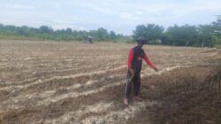 Polsek Tambusai Utara Dampingi Budidaya Jagung Monokultur, Dorong Desa Suka Damai Jadi Sentra Produksi Jagung Penopang Swasembada Pangan Nasional