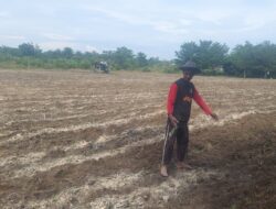 Polsek Tambusai Utara Dampingi Budidaya Jagung Monokultur, Dorong Desa Suka Damai Jadi Sentra Produksi Jagung Penopang Swasembada Pangan Nasional