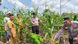 Polsek Rambah Samo, Giat Pengecekan Tanaman Jagung di Desa Sei Salak Dukung Ketahanan Pangan.