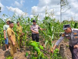 Polsek Rambah Samo, Giat Pengecekan Tanaman Jagung di Desa Sei Salak Dukung Ketahanan Pangan.