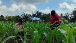 Polsek Tambusai Utara Dampingi Petani di Mekar Jaya, Jaga Produktivitas Jagung demi Wujudkan Swasembada Pangan Nasional