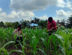 Polsek Tambusai Utara Dampingi Petani di Mekar Jaya, Jaga Produktivitas Jagung demi Wujudkan Swasembada Pangan Nasional