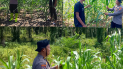 Polsek Rambah Samo,Terus Menggelorakan Pengecekan Perkembangan Tanaman Jagung Wujudkan Polisi Cinta Petani.