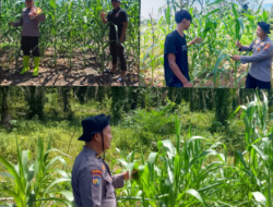 Polsek Rambah Samo,Terus Menggelorakan Pengecekan Perkembangan Tanaman Jagung Wujudkan Polisi Cinta Petani.