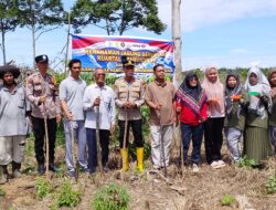Polsek Rambah Samo,Dukung Swasembada Pangan di Desa Sei Kuning Tanam Jagung Pipil Kuartal II Wujudkan Polisi Cinta Petani