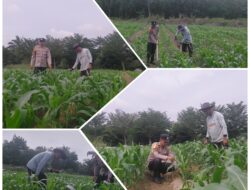 Polsek Tambusai Utara  Gelorakan Swasembada Pangan, Melalui Pengecekan Perkembangan Jagung Pipil di Desa Suka Damai .