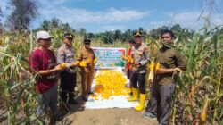 Dukung Ketahanan Pangan, Melalui Panen Jagung Polsek Rambah Samo Wujudkan Polisi Cinta Petani