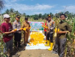 Dukung Ketahanan Pangan, Melalui Panen Jagung Polsek Rambah Samo Wujudkan Polisi Cinta Petani