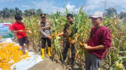 Kerja Nyata Polsek Rambah Samo, Akhirnya Gelorakan Panen Jagung Bersama Masyarakat.