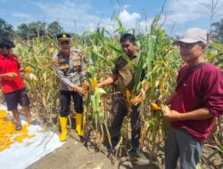 Kerja Nyata Polsek Rambah Samo, Akhirnya Gelorakan Panen Jagung Bersama Masyarakat.