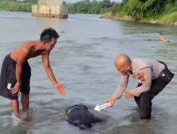 Penemuan Mayat Keadaan Telungkup di Sungai Rokan, Polsek Ujung Batu Terus Melakukan Penyelidikan Identitas Korban.