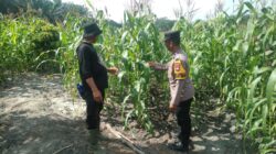 Polsek Tambusai Utara Pantau Jagung Hibrida di Desa Pagar Mayang, Perkuat Dukungan terhadap Ketahanan Pangan