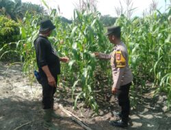 Polsek Tambusai Utara Pantau Jagung Hibrida di Desa Pagar Mayang, Perkuat Dukungan terhadap Ketahanan Pangan