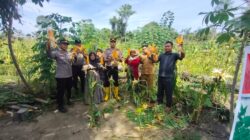 Polsek Rambah Samo, Dukung Swasembada Pangan, Melalui Panen Jagung Bersama Petani di Desa Sei Salak.