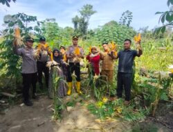 Polsek Rambah Samo, Dukung Swasembada Pangan, Melalui Panen Jagung Bersama Petani di Desa Sei Salak.
