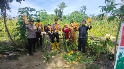 Polsek Rambah Samo, Dukung Swasembada Pangan, Melalui Panen Jagung Bersama Petani di Desa Sei Salak.