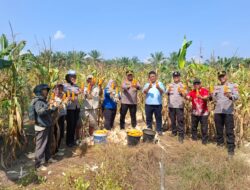Panen Jagung di Desa Ngaso, Polres Rohul melalui Polsek Ujung Batu Perkuat Ketahanan Pangan dan Dukung Swasembada Nasional
