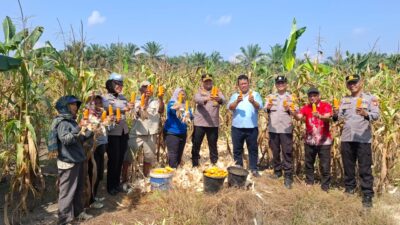 Panen Jagung di Desa Ngaso, Polres Rohul melalui Polsek Ujung Batu Perkuat Ketahanan Pangan dan Dukung Swasembada Nasional