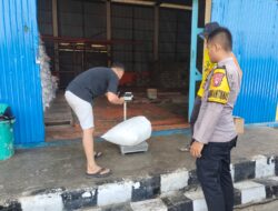 Polsek Tambusai Utara Kawal Penyerapan Jagung Berkualitas, Wujudkan Ketahanan Pangan Nasional