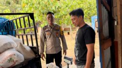 Polsek Tambusai Utara Lakukan Monitoring, Serap 2.031 Kg Jagung Program Ketahanan Pangan Desa Mahato,