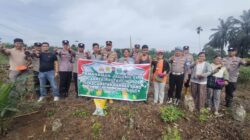 Kapolsek Rambah Samo, Dukung dan Gelorakan Terus Swasembada Pangan Melalui Penanaman Jagung Kuartal III di Desa Sei Kuning.