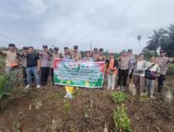 Kapolsek Rambah Samo, Dukung dan Gelorakan Terus Swasembada Pangan Melalui Penanaman Jagung Kuartal III di Desa Sei Kuning.