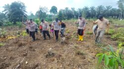 Polsek Rambah Samo,Tanam Jagung Bersama Petani 1,5 Hektar Dukung Swasembada Pangan di Desa Sei Kuning.