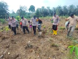 Polsek Rambah Samo,Tanam Jagung Bersama Petani 1,5 Hektar Dukung Swasembada Pangan di Desa Sei Kuning.