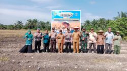 Polsek Tambusai Utara dan Pemdes Simpang Harapan Perkuat Swasembada Pangan Nasional, Tanam Jagung Hibrida di Lahan 1,7 Hektare