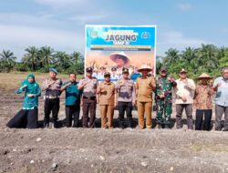 Polsek Tambusai Utara dan Pemdes Simpang Harapan Perkuat Swasembada Pangan Nasional, Tanam Jagung Hibrida di Lahan 1,7 Hektare