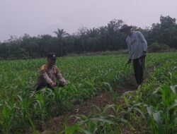 Kerja Nyata Polsek Tambusai Utara Dukung Ketahanan Pangan, Melalui Tanaman Jagung Monokultur di Desa Suka Damai Tumbuh Optimal