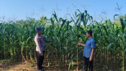 Bhabinkamtibmas Cek Perkembangan Jagung Pipil Yang di Kelola Langsung Oleh  Polsek Rambah Samo di Desa Marga Mulya, Wujudkan Polisi Cinta Petani.