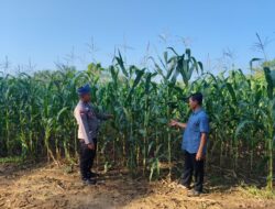 Bhabinkamtibmas Cek Perkembangan Jagung Pipil Yang di Kelola Langsung Oleh  Polsek Rambah Samo di Desa Marga Mulya, Wujudkan Polisi Cinta Petani.