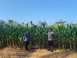 Polsek Rambah Samo, Dukung Astacita Presiden RI, Melalui Pengecekan Perkembangan Tanaman Jagung Pipil di Desa Marga Mulya, Wujudkan Polisi Cinta Petani.
