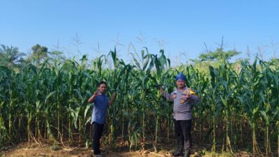 Polsek Rambah Samo, Dukung Astacita Presiden RI, Melalui Pengecekan Perkembangan Tanaman Jagung Pipil di Desa Marga Mulya, Wujudkan Polisi Cinta Petani.