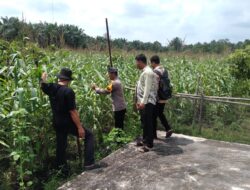Polsek Tambusai Utara Pantau Ketahanan Pangan Jagung Hibrida di Desa Pagar Mayang, Wujudkan Polisi Cinta Petani, Panen Diperkirakan Akhir Agustus.