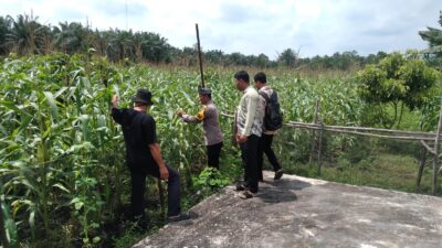Polsek Tambusai Utara Pantau Ketahanan Pangan Jagung Hibrida di Desa Pagar Mayang, Wujudkan Polisi Cinta Petani, Panen Diperkirakan Akhir Agustus.