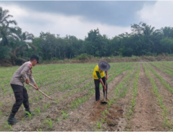 Dukung Ketahanan Pangan Nasional, Polsek Tambusai Utara Pantau Pertumbuhan Jagung Pipil Monokultur di Desa Suka Damai