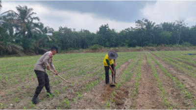 Dukung Ketahanan Pangan Nasional, Polsek Tambusai Utara Pantau Pertumbuhan Jagung Pipil Monokultur di Desa Suka Damai