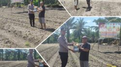 Polsek Tambusai Utara Dukung Ketahanan Pangan, Serahkan Pupuk Cair untuk Petani Jagung di Desa Rantau Sakti