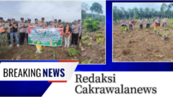 Wujudkan Polisi Cinta Petani, Polsek Rambah Samo Dukung Ketahanan Pangan di Desa Sei Kuning, Tanam Jagung Pipil Kuartal III 1,5 Hektar.