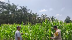Polsek Tambusai Utara, Dukung Swasembada Pangan Melalui Pengecekan Perkembangan Ketahanan Pangan Jagung Monokultur di Desa Bangun Jaya