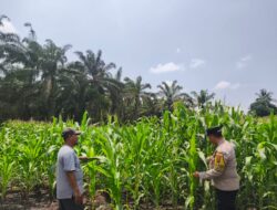Polsek Tambusai Utara, Dukung Swasembada Pangan Melalui Pengecekan Perkembangan Ketahanan Pangan Jagung Monokultur di Desa Bangun Jaya