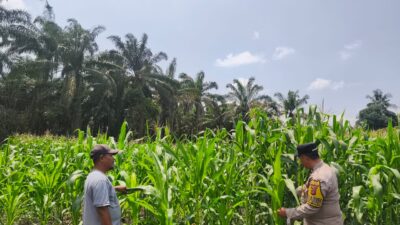Polsek Tambusai Utara, Dukung Swasembada Pangan Melalui Pengecekan Perkembangan Ketahanan Pangan Jagung Monokultur di Desa Bangun Jaya